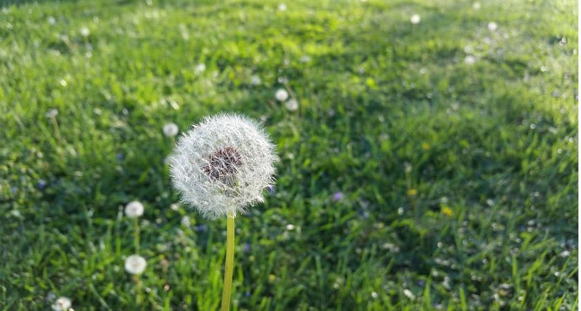 Уход за участком для лентяев: присыпьте этим землю и вы забудьте про сорняки