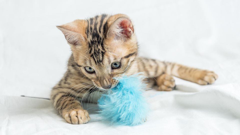 Какие игрушки купить для кошек: секреты кошачьего зрения и предпочтений — подойдёт не любая побрякушка