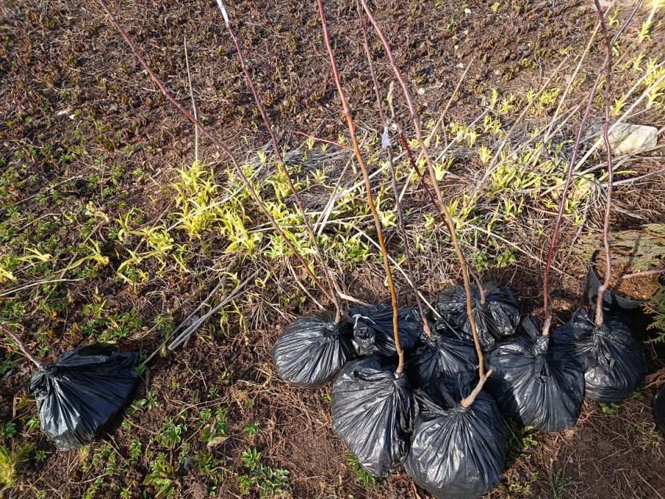 Осенние секреты: как вырастить собственные плодовые кустарники и сэкономить на саженцах
