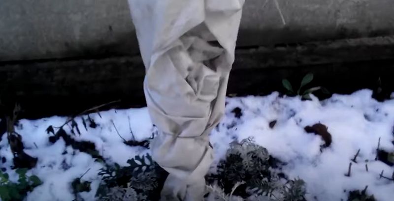 Как защитить персик от зимних морозов: советы и рекомендации садоводов