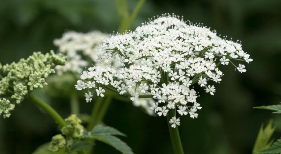 Сныть: вредный сорняк или полезный суперфуд?