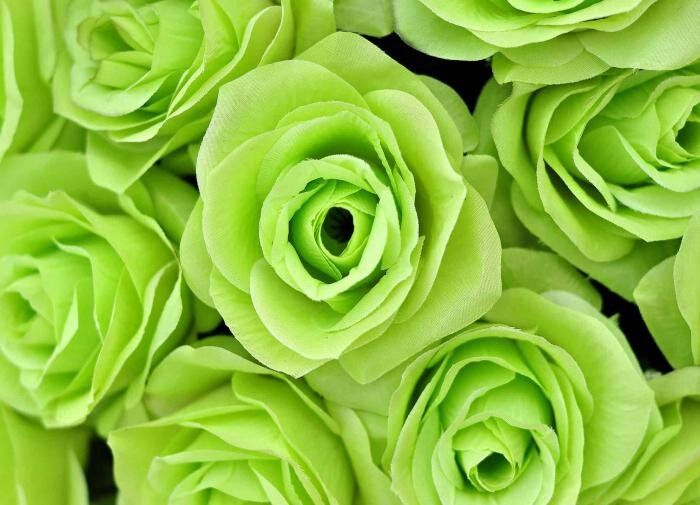 Оживите свой сад с помощью ярких лимонно-зеленых растений