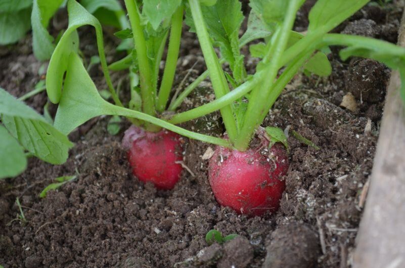 Как вырастить шикарный редис зимой: секреты домашнего огорода