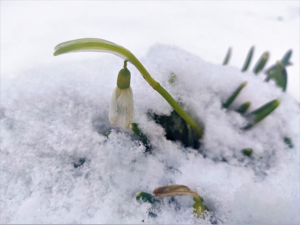Ранние цветы, которые первыми встречают весну: 15 ярких первоцветов для вашего сада