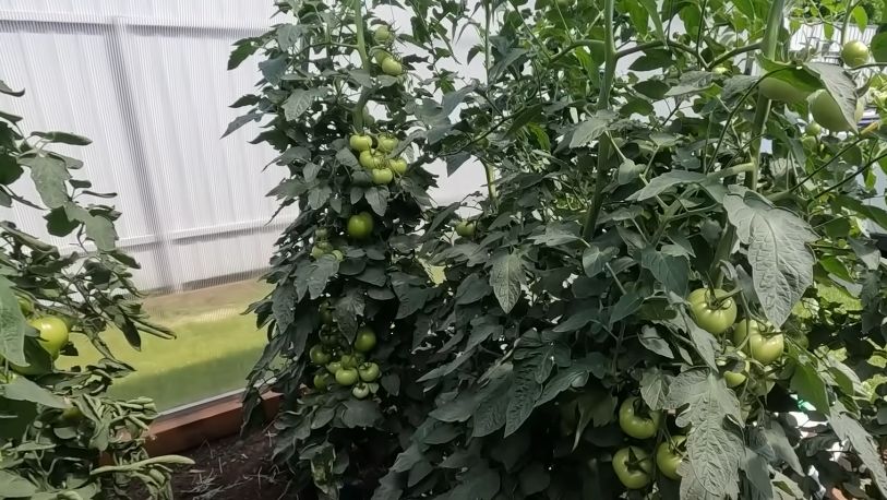 Как правильный полив увеличил урожай томатов в три раза