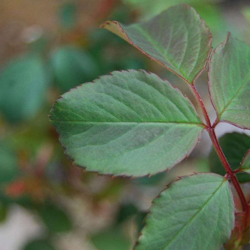 Как вырастить роскошные плетистые розы: секреты ухода, обрезки и защиты