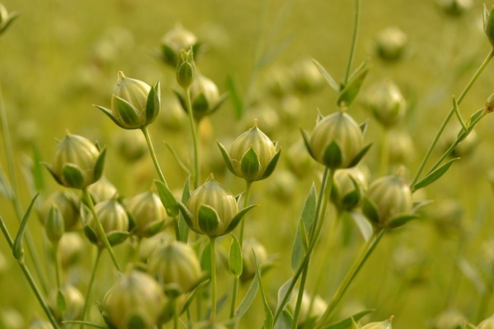 Семена льна: их польза и предостережения