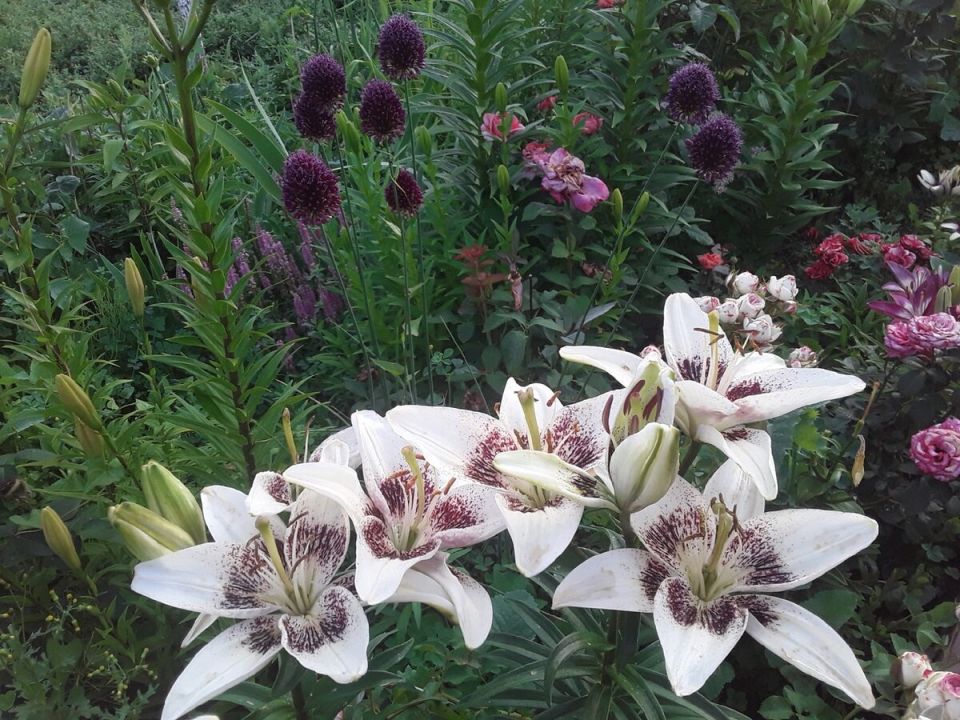 Секреты длительного цветения лилий: как продлить радость на два месяца