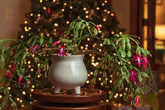 Почему ваш декабрист не цветет: причины и решения