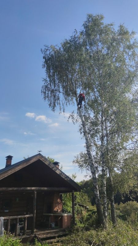 Когда вырубка деревьев на своем участке становится правонарушением: важные аспекты