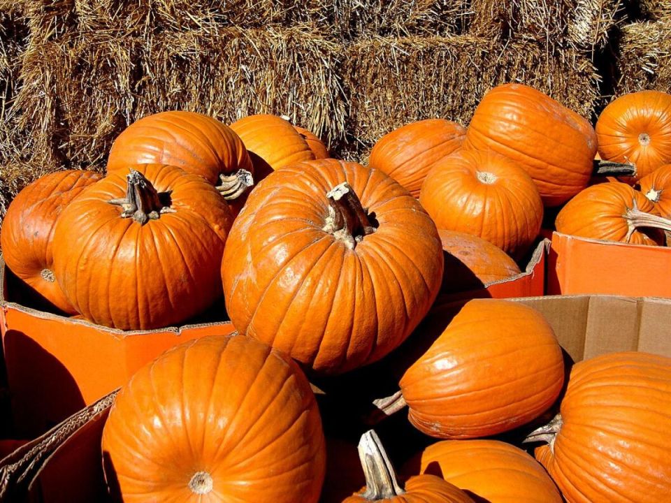 Как вырастить сладкую тыкву: секреты успеха на вашем огороде