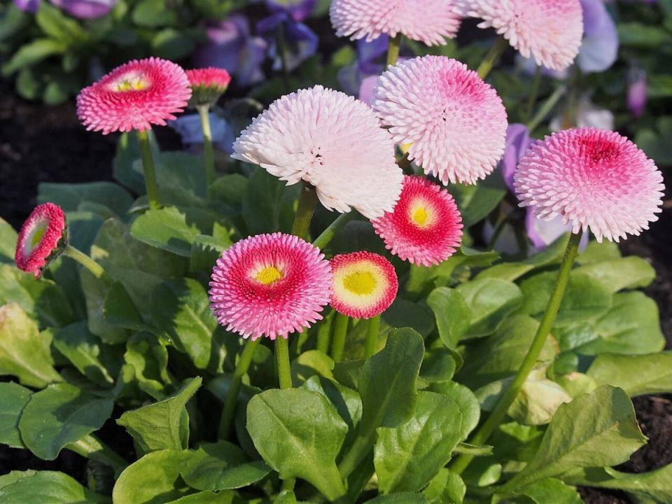 Массовое цветение маргариток: красота или сигнал о проблемах с почвой?