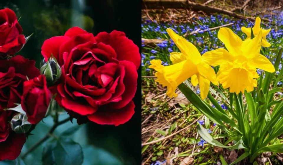 Цветочная симфония: какое растение символизирует ваш месяц рождения?