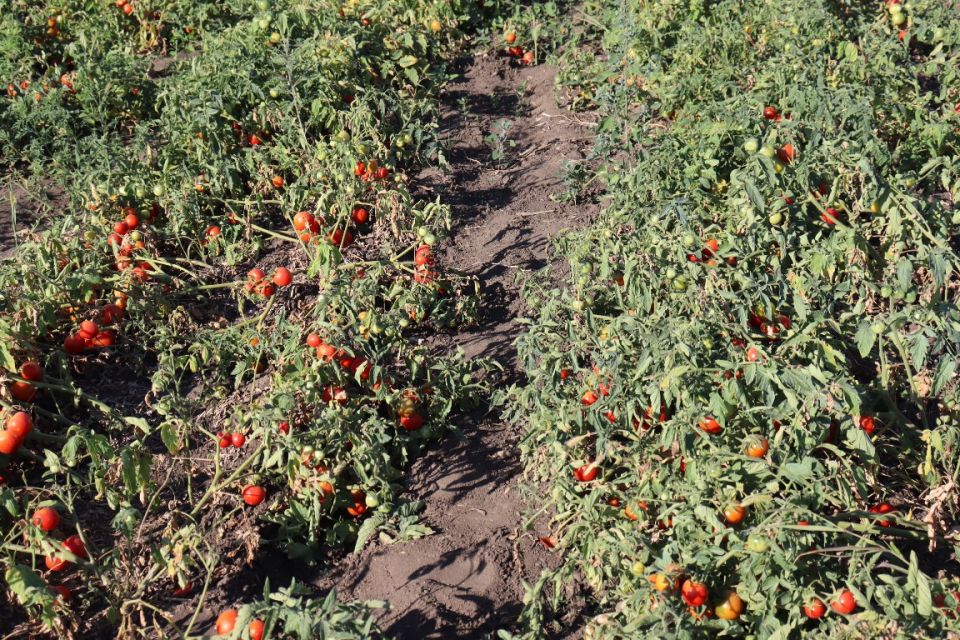 Томаты в расстил: возвращение к естественности