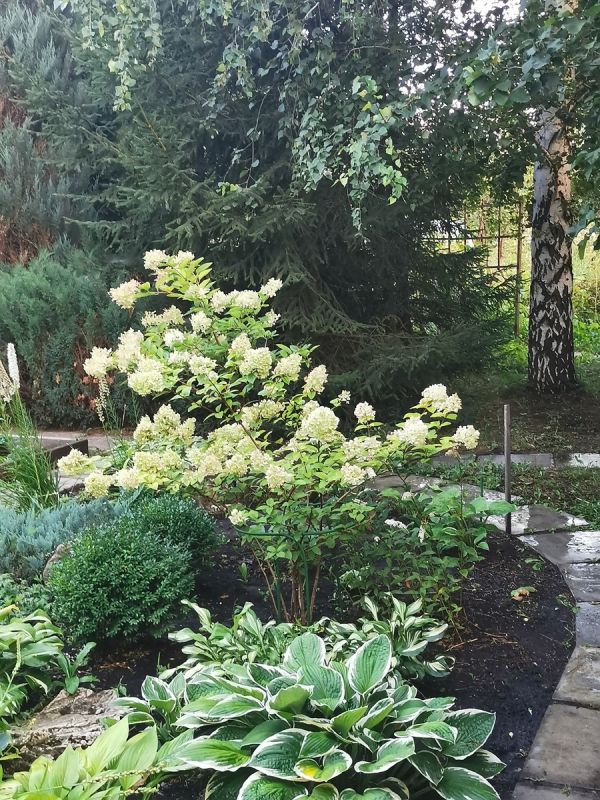 От замысла до цветущей реальности: как мечта о клумбе становится явью