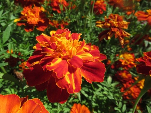 ��������: ��������, �������� � ����������� �������� ��� ������ ����