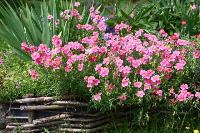 ������� ���������� �����: ��� ���������� �� �������� � �������� ���� � ���