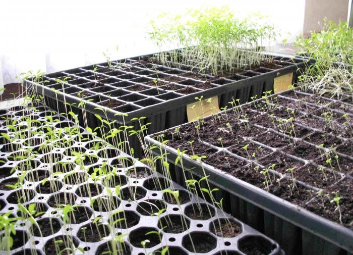 ���������� ����� �������: ���� � ��������