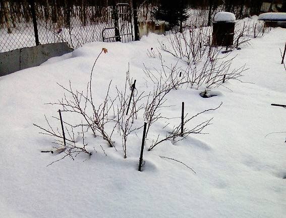 ������ ���� �� ��������: ������ �� ������ � ���������� ��������