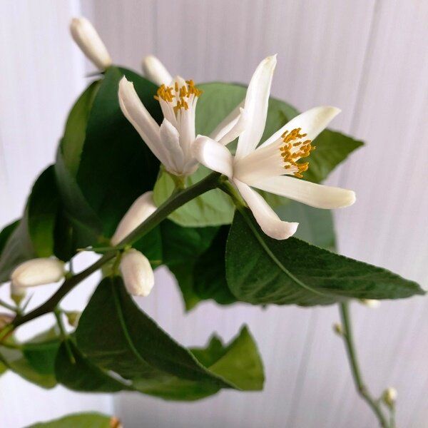 ������� ��������� �������� ������ �����