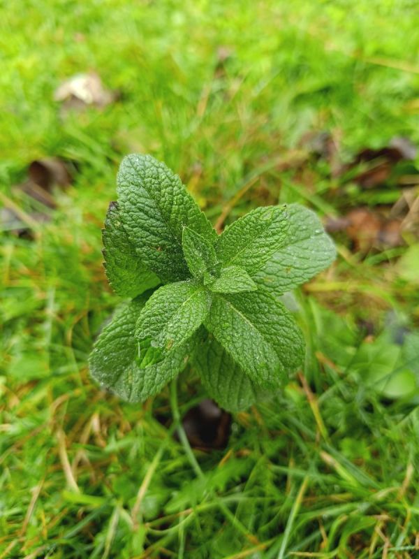 ������������ ��������� ������ ����