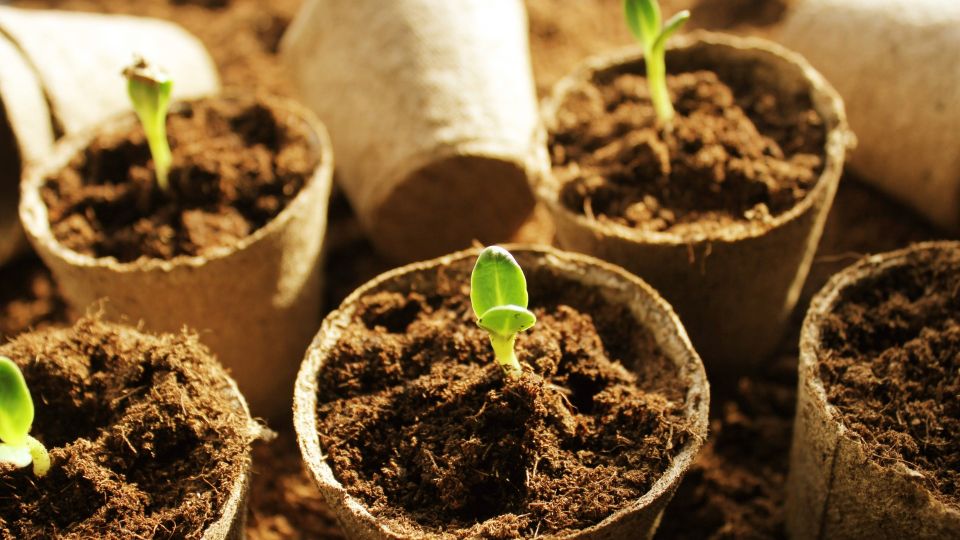 ������ ����� �� �����: ��� ��� ��������� ������� �������� ���� �������