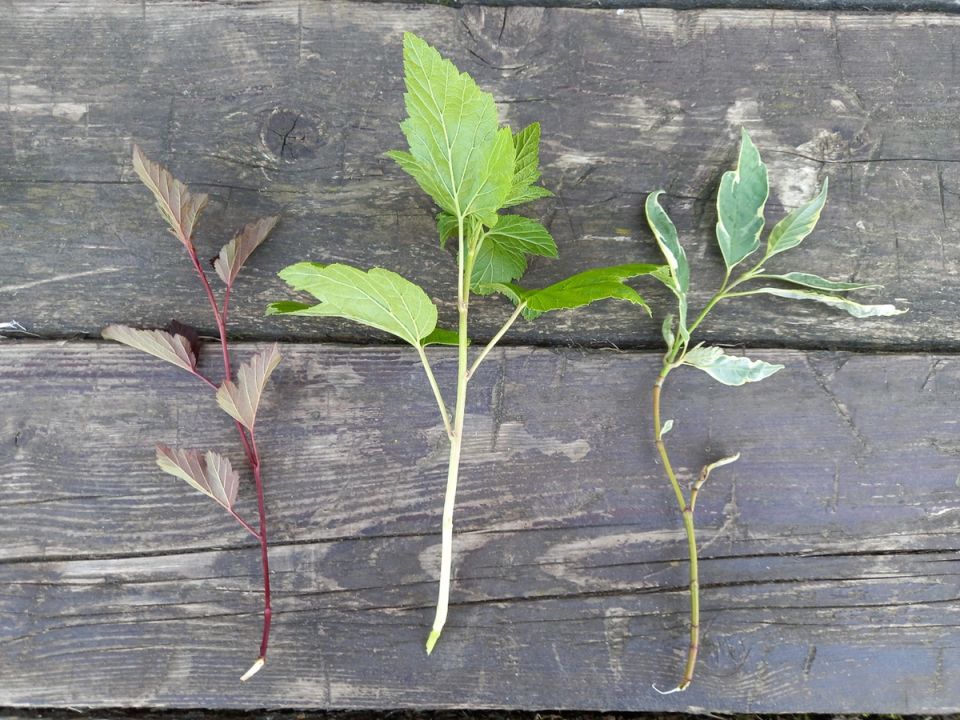 ��� ��������� ���������� �� ��������: ������� ��������� �����������