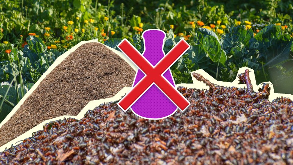 �� ���������� �� �������� ������ ����: �������� ��� ��� � �������� ���������