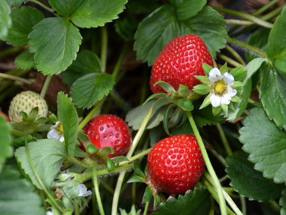 ��� ������ ������� ��������: ������������ ��������� �� ����