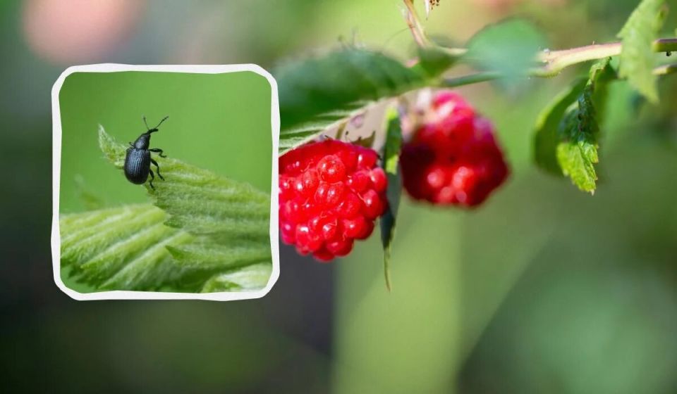 ��� ���������� �������� � ������������ ��� �����: ������� � �������� ������