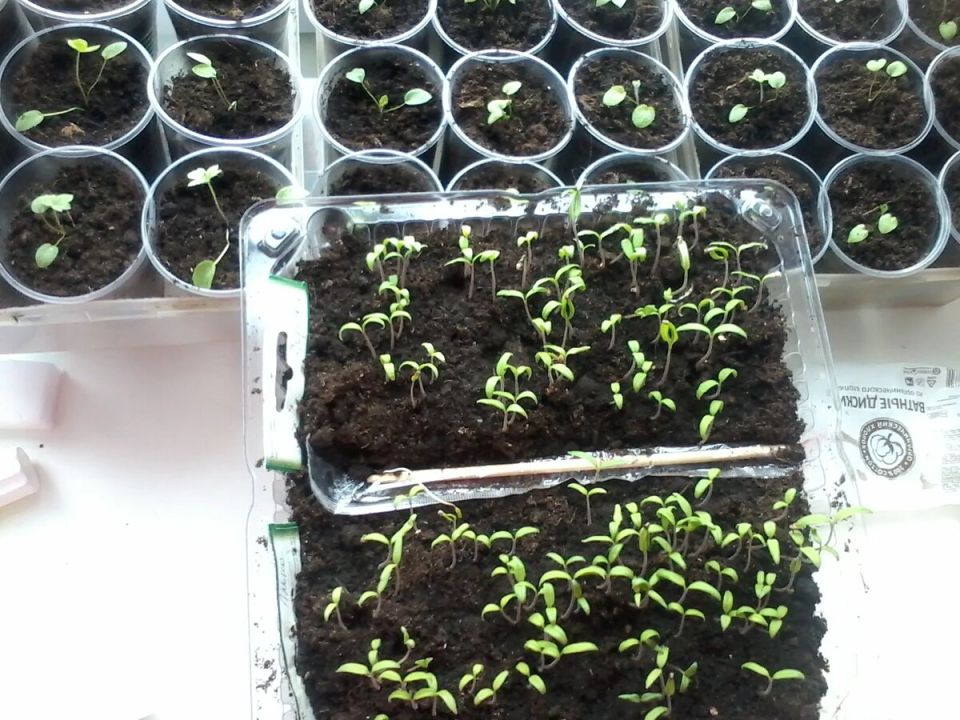 ��������� ����: ����� ������� ��� ��������� �������� � ����� ����