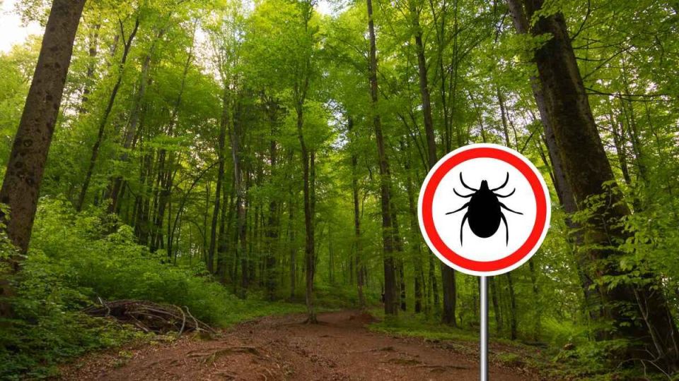 ������� ����� � ��������: ��� ���������� �� ������ � ������ �����