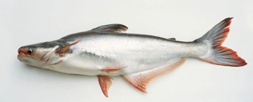 семь видов рыбы, которых стоит избегать: когда полезность оборачивается опасностью