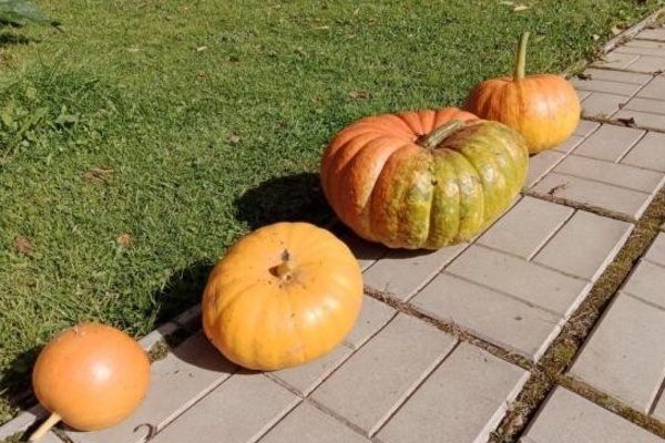 ����� �������: ��� ����� �������� � �����������