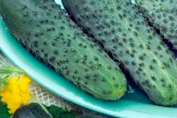 ������ ��������: ����� � ������