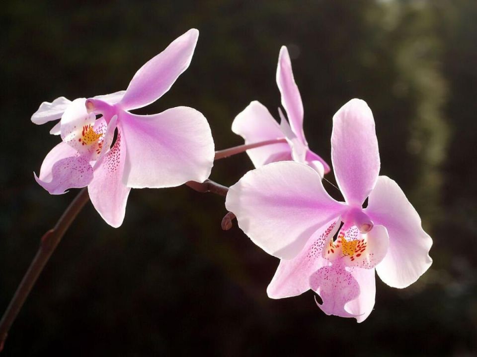 ��� ������� ������� ������� � ��������: ������� ���������