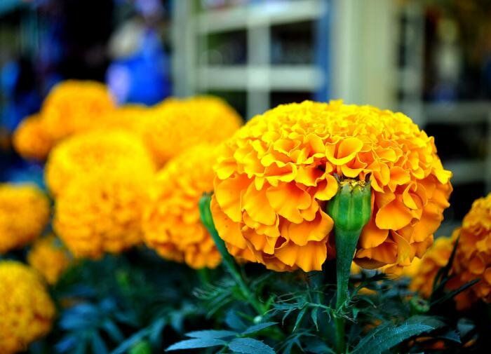 ������ �������� � ��������� ����� ��� ������ ����