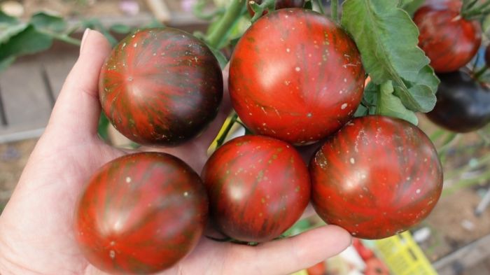 ����� �������� �����: ���������� ���� ��� ������ �� ���������� � ��������