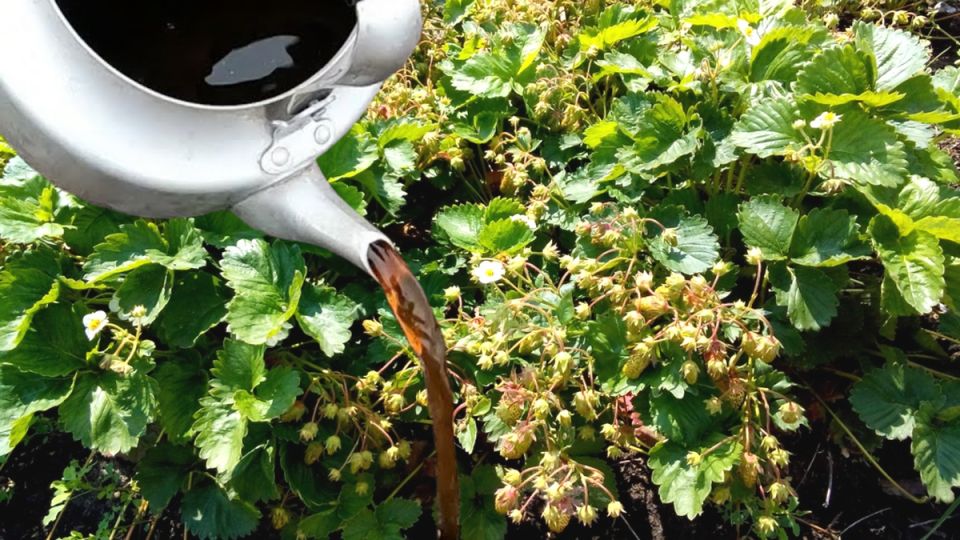 Как одна подкормка преобразит вашу клубнику: секреты сочных ягод