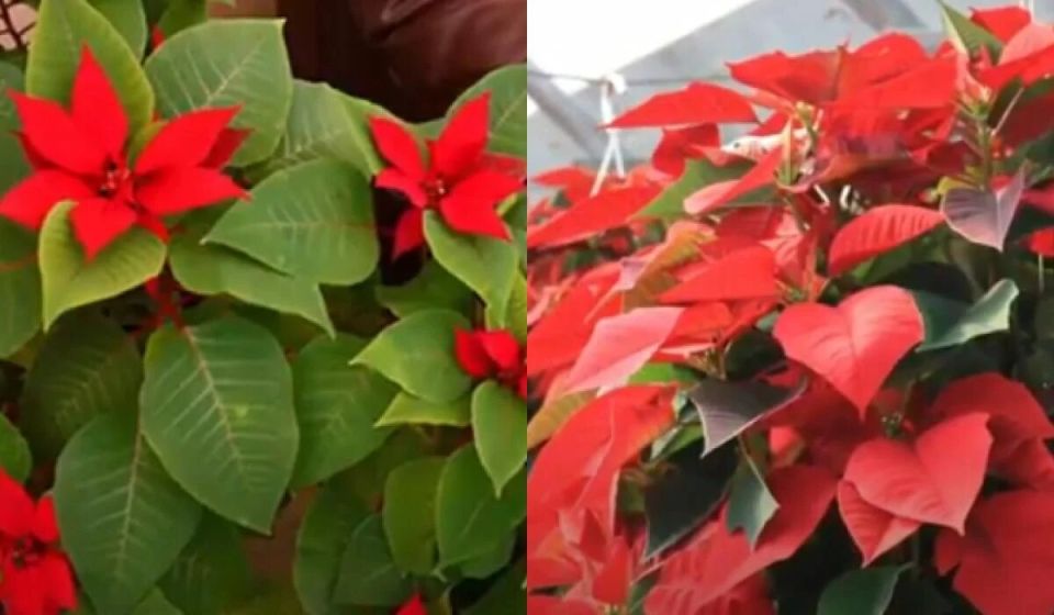 ��� ��������� �� �������������� �������: ������ ������� ���������