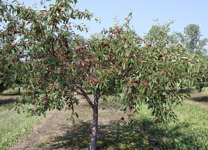 ����������� ������� ������������� �������� ������ �����