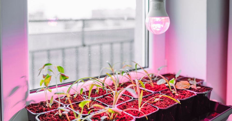 Неочевидные последствия использования фитоламп для рассады: что стоит знать