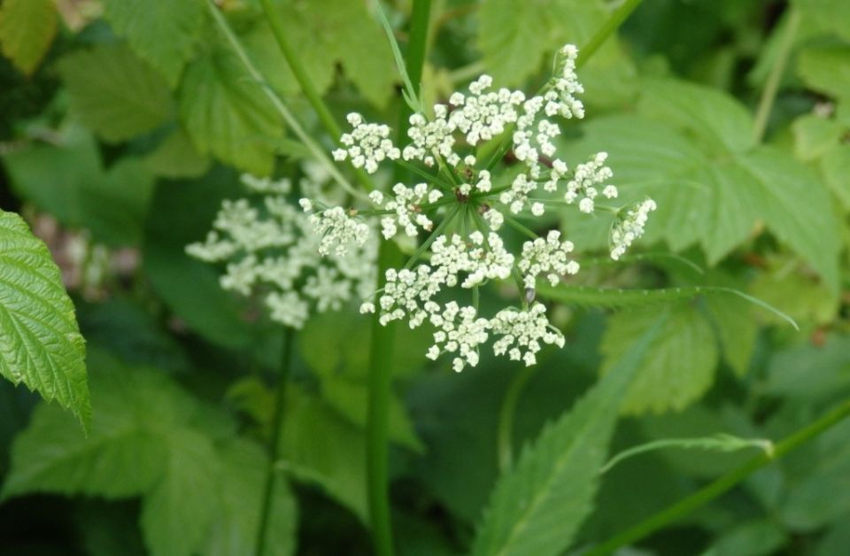 Как избавиться от сныти: спокойный путь к чистой даче