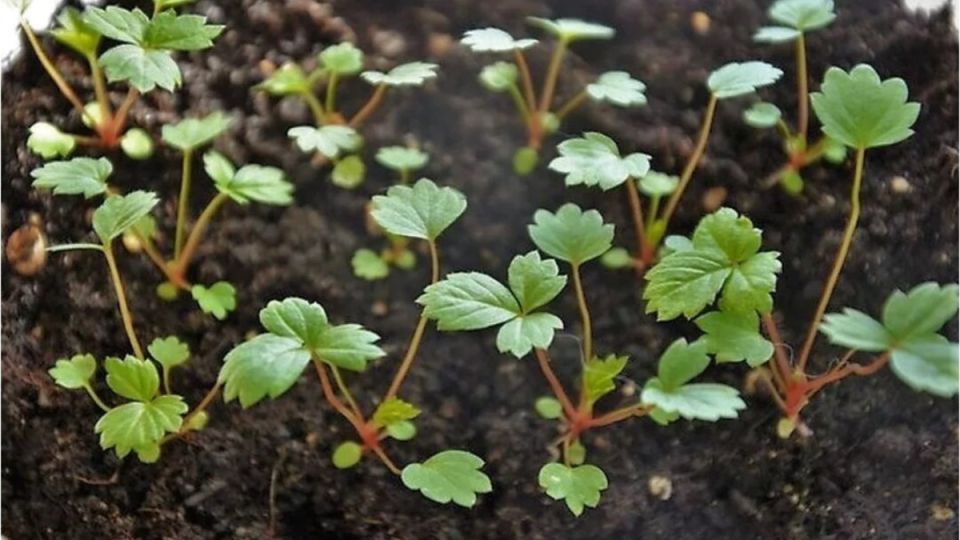 Земляника из семян: как получить урожай уже в первый год