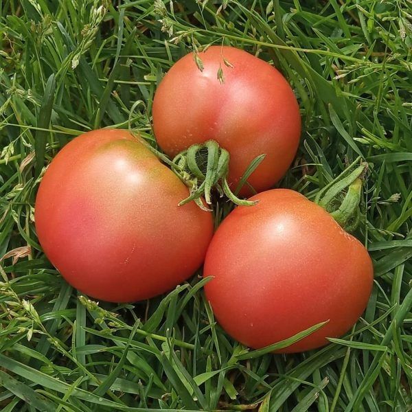 ��������� ����: ��������� ������ �� ������ ���������������� ���� � ���������� �������