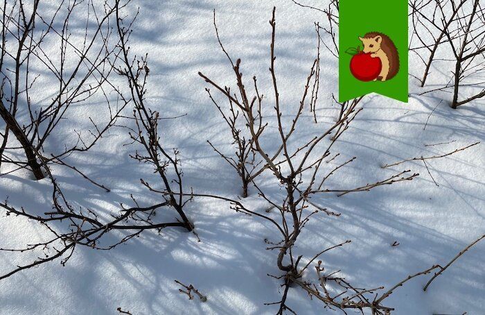 Зачем обрабатывать кусты кипятком и когда это самое подходящее время