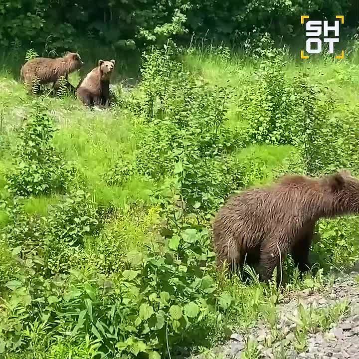       :       
