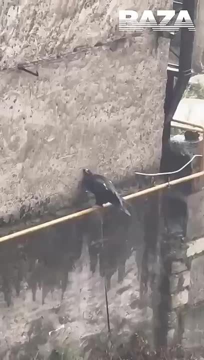    :         -