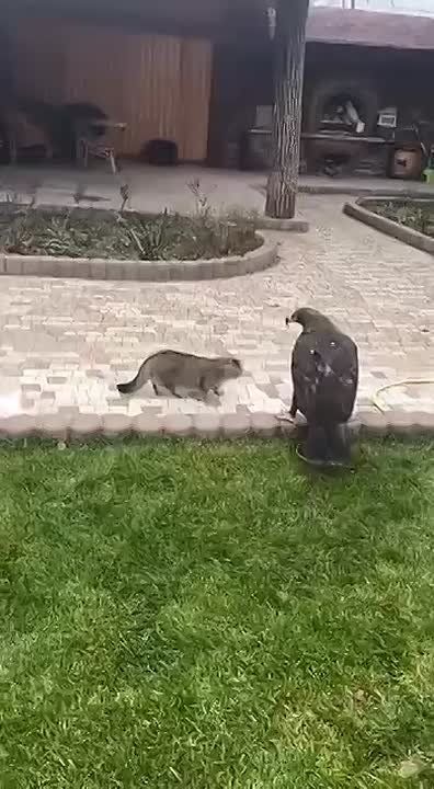       :     