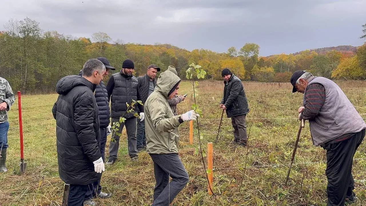 В КЧР вблизи станицы Преградной высадили 200 саженцев ясеня в рамках акции «Сохраним лес» В КЧР вблизи станицы Преградной высадили 200 саженцев ясеня в рамках акции «Сохраним лес»